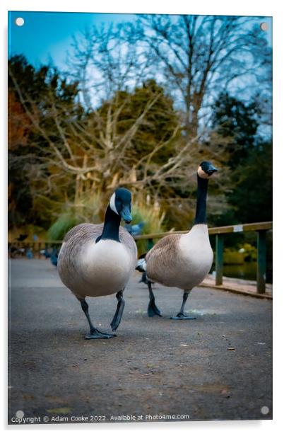 Two Canada Geese Taking a Stroll | Kelsey Park | B Acrylic by Adam Cooke