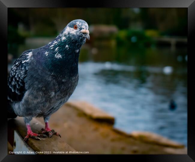 Pigeon Sitting | Kelsey Park | Beckenham Framed Print by Adam Cooke