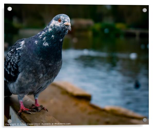 Pigeon Sitting | Kelsey Park | Beckenham Acrylic by Adam Cooke