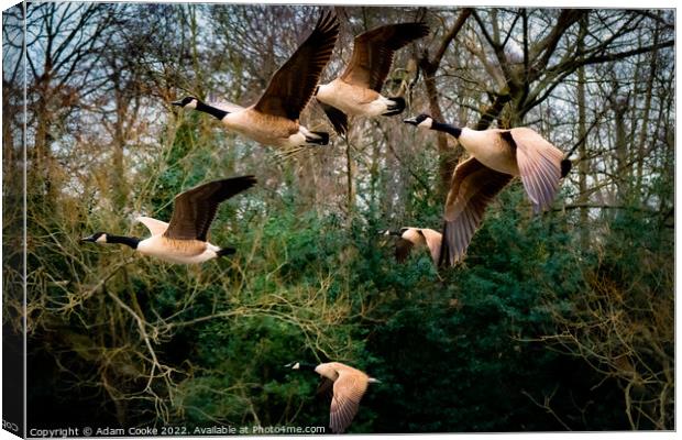 Canada Geese Flying | Kelsey Park | Beckenham Canvas Print by Adam Cooke