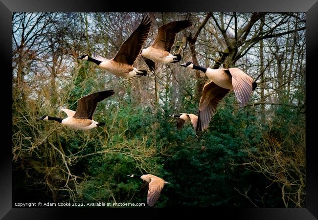 Canada Geese Flying | Kelsey Park | Beckenham Framed Print by Adam Cooke