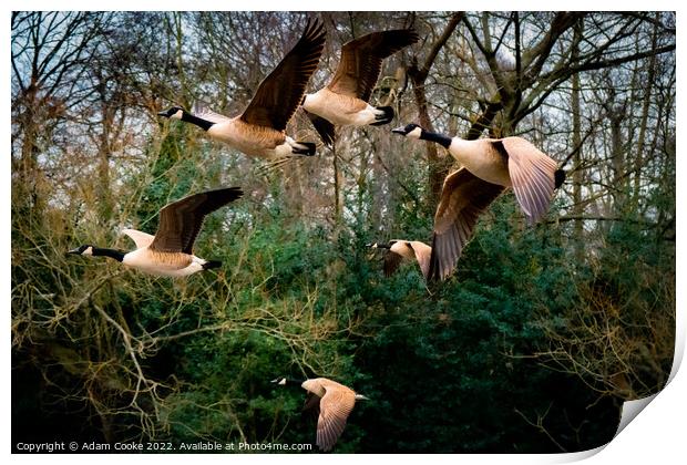 Canada Geese Flying | Kelsey Park | Beckenham Print by Adam Cooke