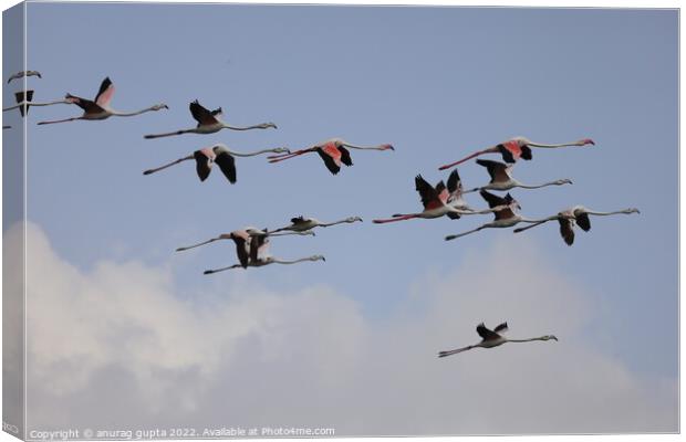 flying flamingos  Canvas Print by anurag gupta