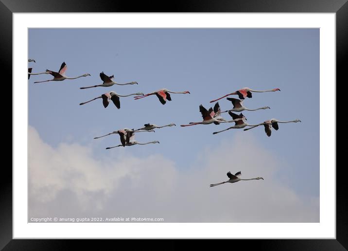 flying flamingos  Framed Mounted Print by anurag gupta