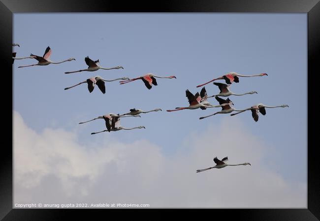 flying flamingos  Framed Print by anurag gupta