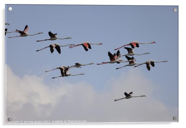 flying flamingos  Acrylic by anurag gupta