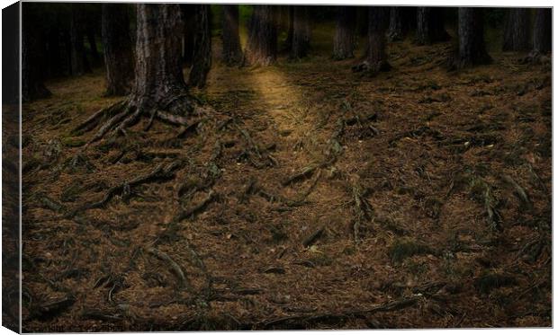 TREE ROOTS IN A SUNLIT GLADE Canvas Print by Tony Sharp LRPS CPAGB