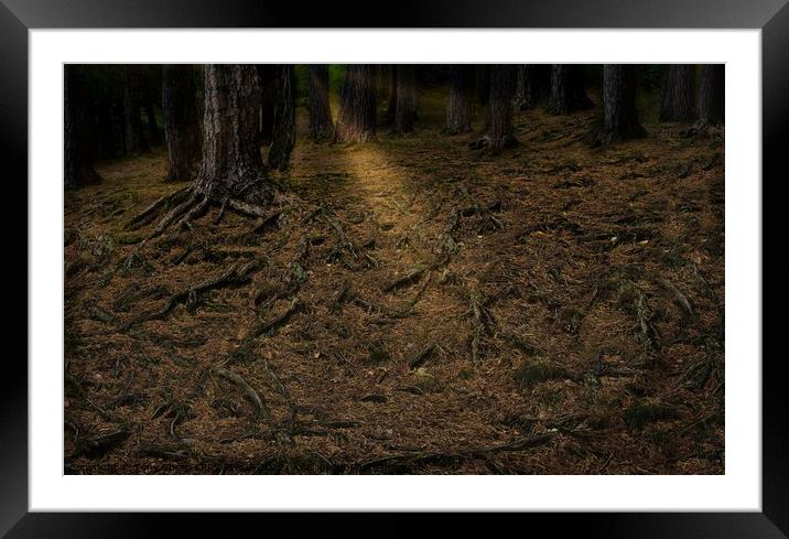 TREE ROOTS IN A SUNLIT GLADE Framed Mounted Print by Tony Sharp LRPS CPAGB