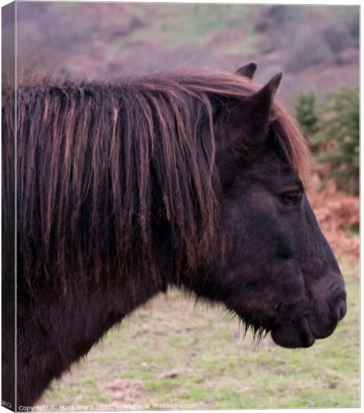 Exmoor Pony with a Ginger Tinge Canvas Print by Mark Ward