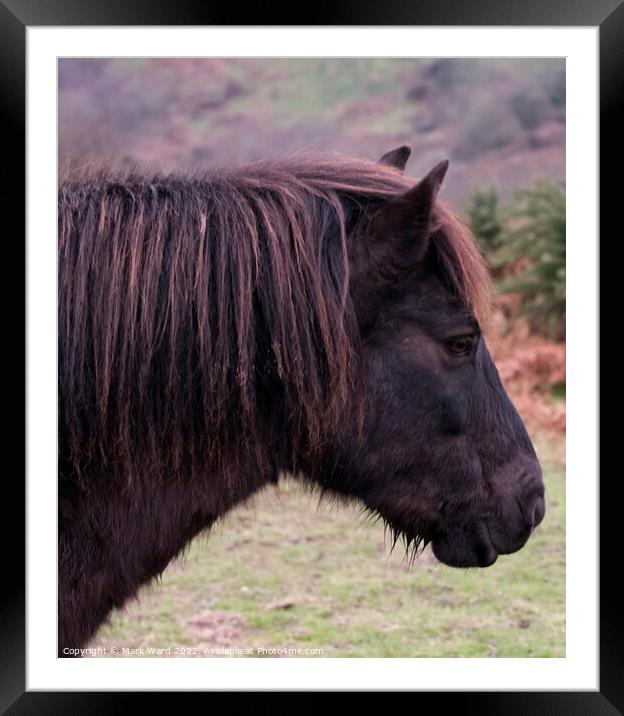 Exmoor Pony with a Ginger Tinge Framed Mounted Print by Mark Ward