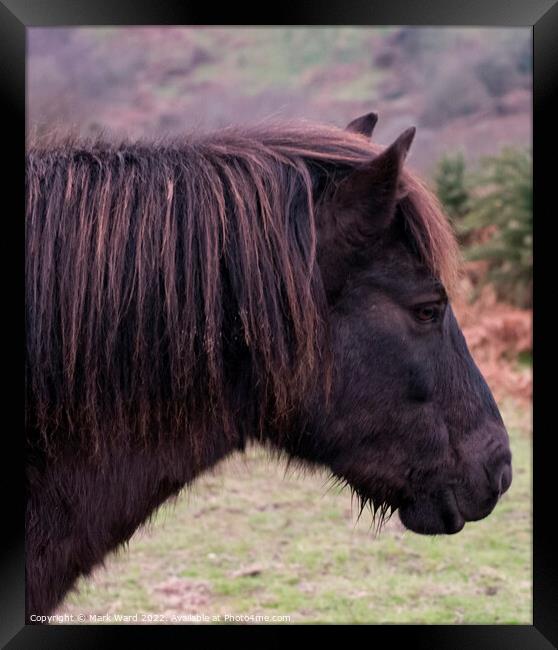 Exmoor Pony with a Ginger Tinge Framed Print by Mark Ward