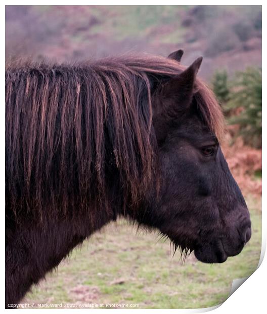 Exmoor Pony with a Ginger Tinge Print by Mark Ward