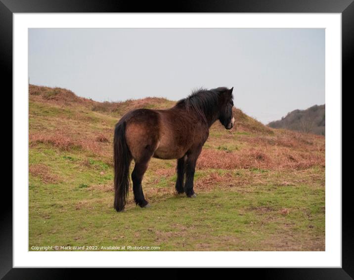 Exmoor Pony on the Sussex Coast. Framed Mounted Print by Mark Ward