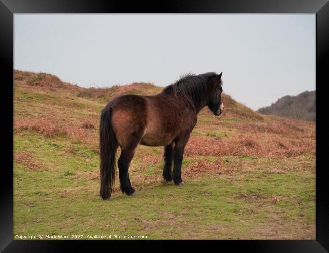 Exmoor Pony on the Sussex Coast. Framed Print by Mark Ward