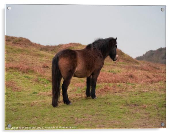 Exmoor Pony on the Sussex Coast. Acrylic by Mark Ward