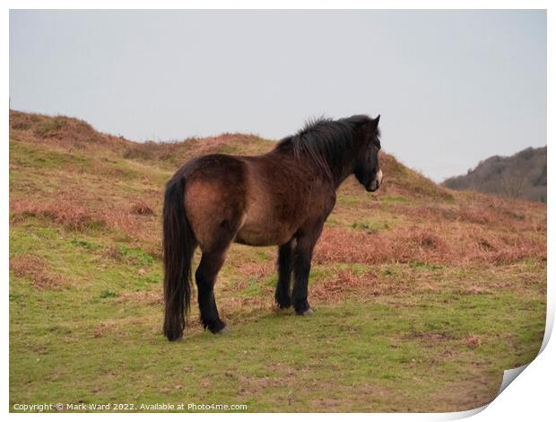 Exmoor Pony on the Sussex Coast. Print by Mark Ward