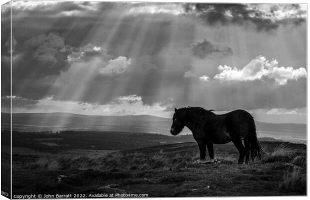 Exmoor Pony and Sunbeams Canvas Print by John Barratt