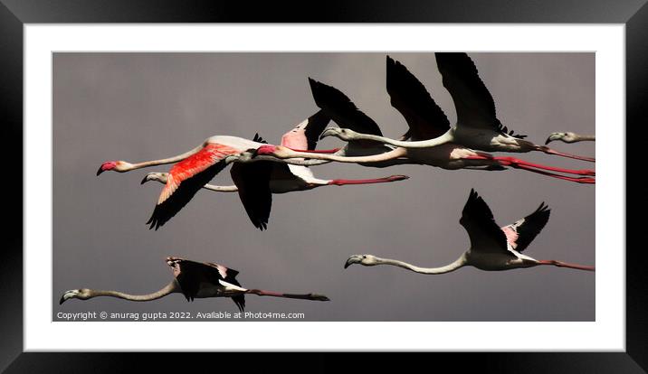 Flamingos Framed Mounted Print by anurag gupta