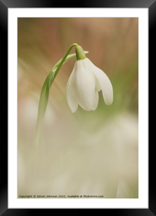 Snowdrop Flower Framed Mounted Print by Simon Johnson