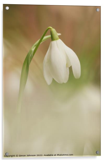 Snowdrop Flower Acrylic by Simon Johnson