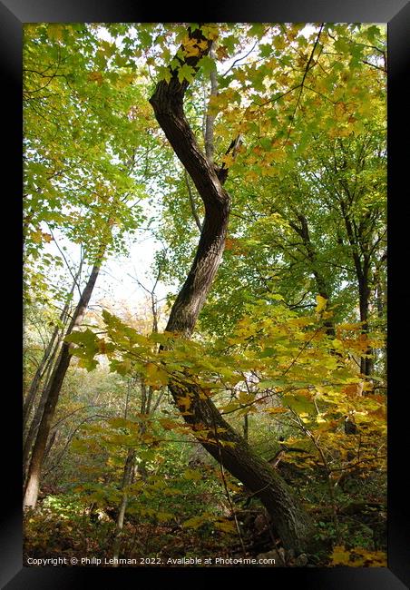 Tornado Tree Framed Print by Philip Lehman