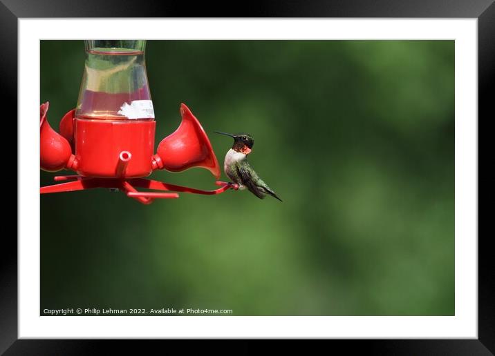Ruby Throated Hummingbird on feeder Framed Mounted Print by Philip Lehman