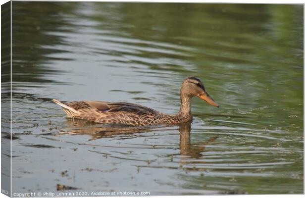 Female duck swimming in a pond Canvas Print by Philip Lehman