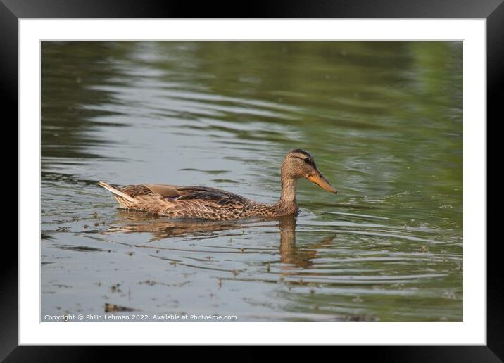 Female duck swimming in a pond Framed Mounted Print by Philip Lehman