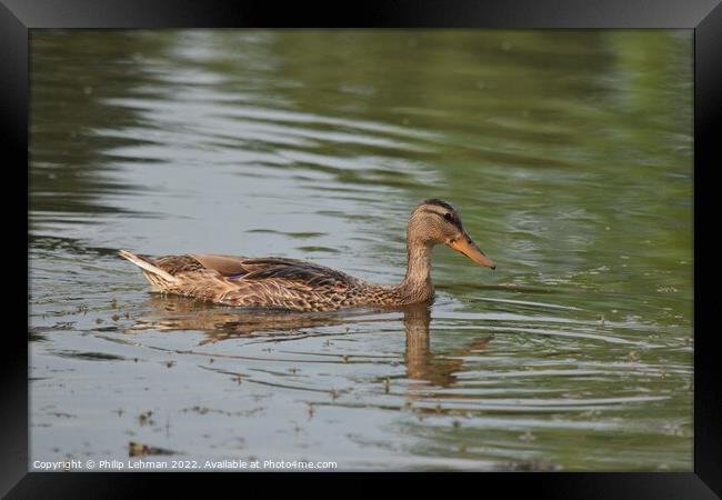Female duck swimming in a pond Framed Print by Philip Lehman