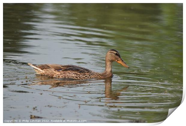 Female duck swimming in a pond Print by Philip Lehman