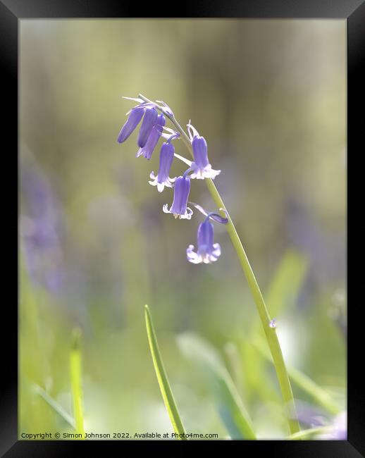 Bluebell flower Framed Print by Simon Johnson