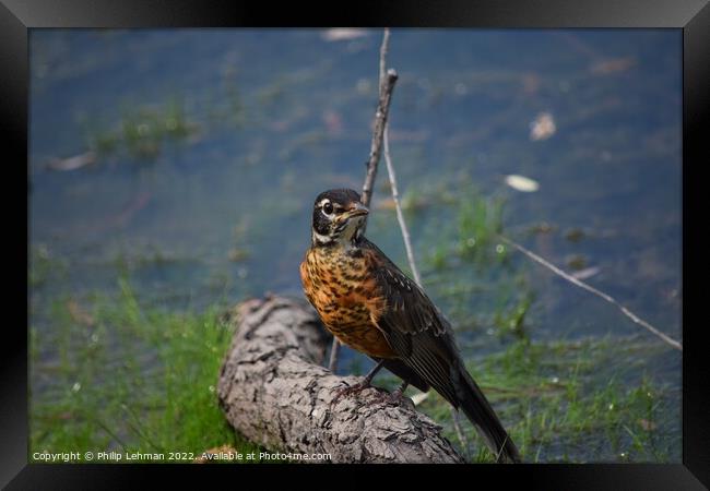 Juvenile Robin Framed Print by Philip Lehman