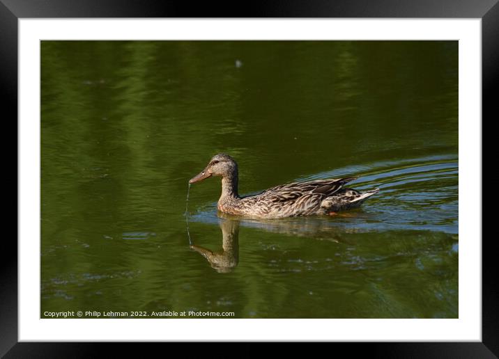 Female Duck with water dripping from beak Framed Mounted Print by Philip Lehman