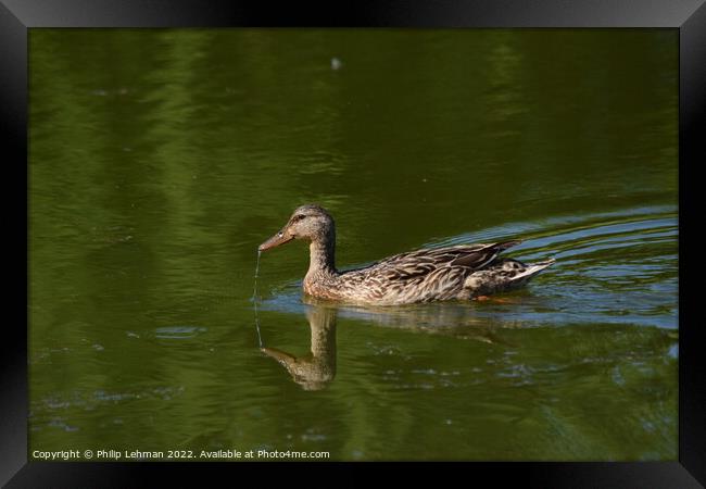 Female Duck with water dripping from beak Framed Print by Philip Lehman