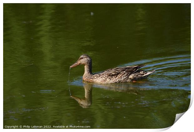 Female Duck with water dripping from beak Print by Philip Lehman