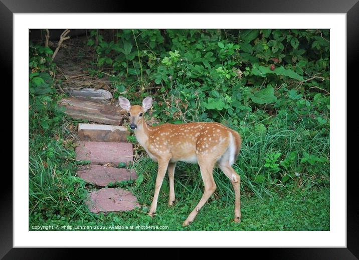 The Fawn Framed Mounted Print by Philip Lehman
