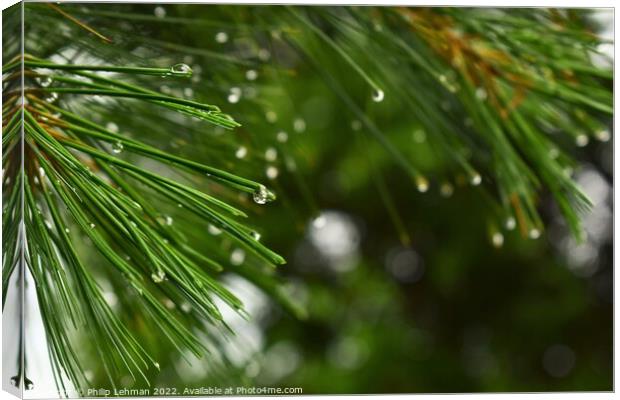 Pine branches with water droplets Canvas Print by Philip Lehman