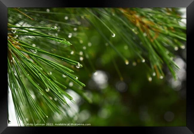 Pine branches with water droplets Framed Print by Philip Lehman
