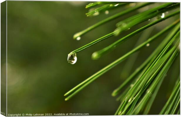 Pine needle with a water droplet Canvas Print by Philip Lehman