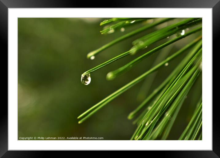 Pine needle with a water droplet Framed Mounted Print by Philip Lehman