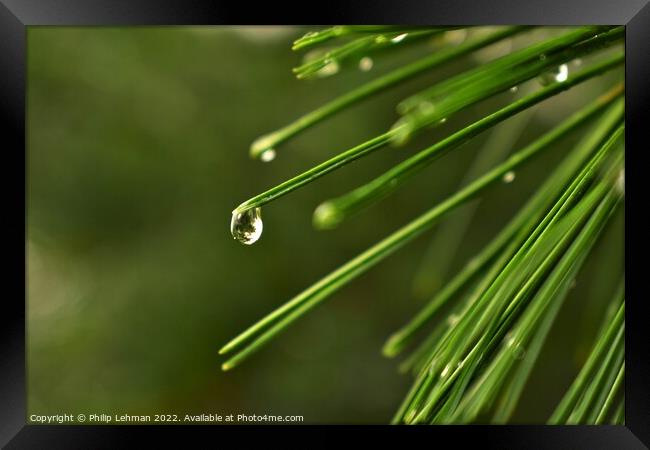 Pine needle with a water droplet Framed Print by Philip Lehman