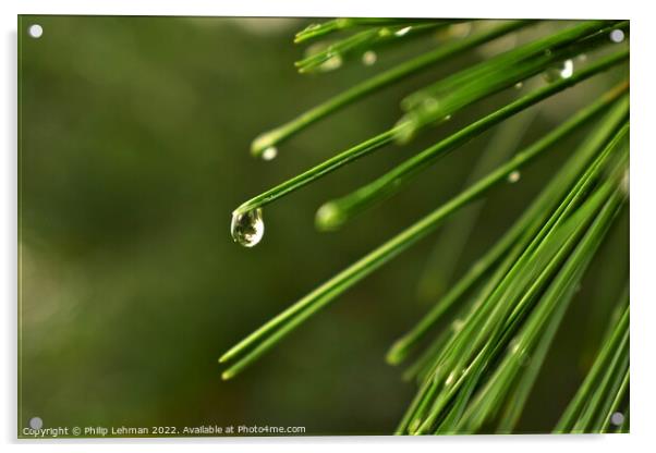 Pine needle with a water droplet Acrylic by Philip Lehman
