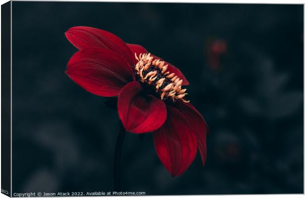 Red Flower Canvas Print by Jason Atack