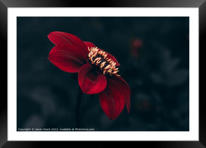 Red Flower Framed Mounted Print by Jason Atack