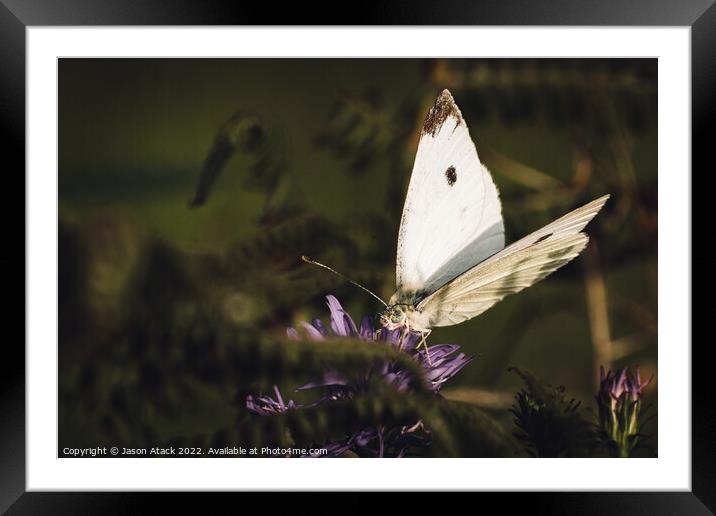 A insect on a flower Framed Mounted Print by Jason Atack