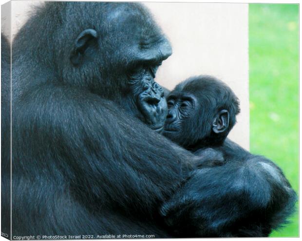 Female Gorilla and baby  Canvas Print by PhotoStock Israel