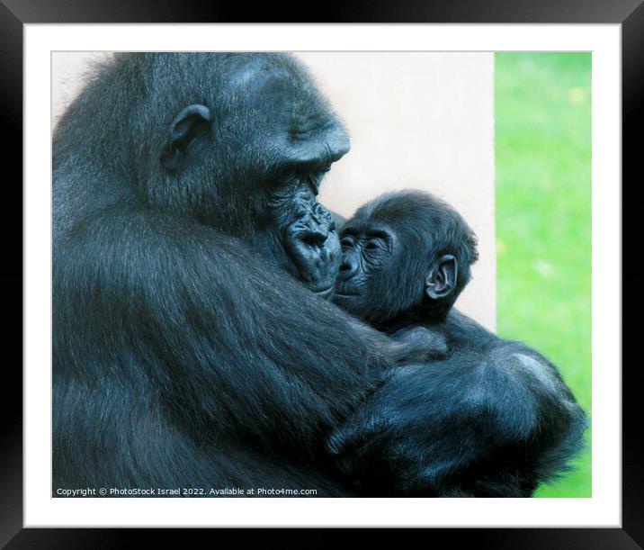 Female Gorilla and baby  Framed Mounted Print by PhotoStock Israel