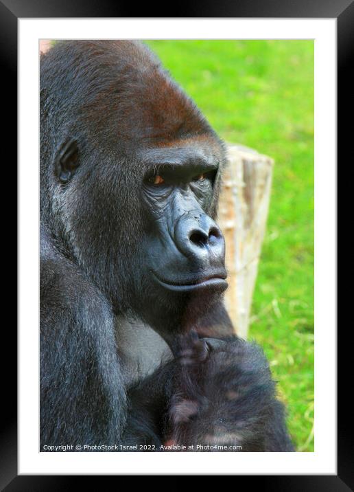 Female Gorilla and baby  Framed Mounted Print by PhotoStock Israel