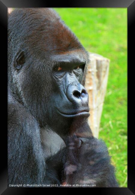 Female Gorilla and baby  Framed Print by PhotoStock Israel