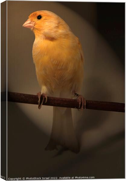 Canary (Serinus canaria)  Canvas Print by PhotoStock Israel